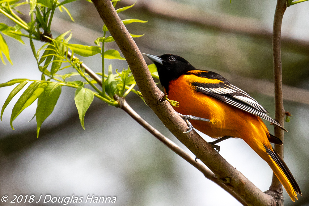 IMAGE:Baltimore Oriole